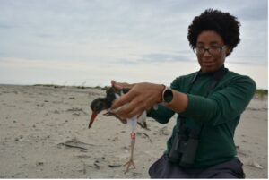 Kiara holding a banded American Oystercatcher chick