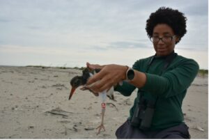 Kiara holding a banded American Oystercatcher chick